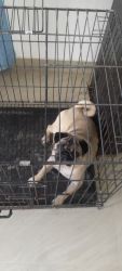 Urgent sale for pug 1year old cute