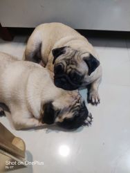 Two male pugs 8 months