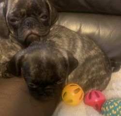 Pug puppies looking for a 4Ever Home