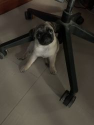 Only 2 Months old Male Pug for Sale