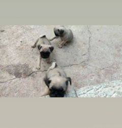 Bhanu puppies for sale