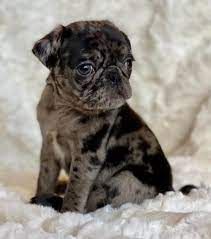 Pug Puppies for Sale Near Me | Pug Puppies for Adoption Near Me