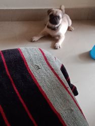 Pug Male puppy 90 days with vaccinated