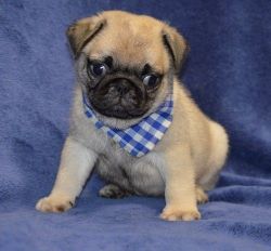 Beautiful Males and Females Pug puppies for Sale