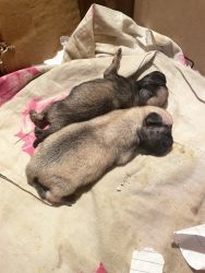 New born puppies avalible