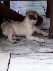Sell pug 3.5month old