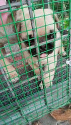 Pug puppy at Trivandrum