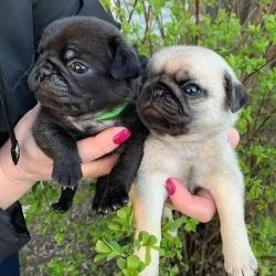 Beautiful Male and Female Pug Puppies