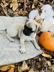 Fall for our pugs