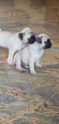 Pug Puppies for sale in Bangalore