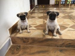 Pug puppies - healthy and active -3 months