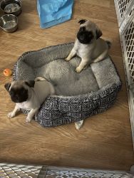 Male pugs for Sale