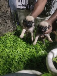 Pug 3male and 1female puppies for sale