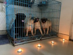 I want to sell my 1 male pug and 3 female pug ( 1year old )