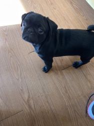 Two beautiful male and female 8 weeks pugs
