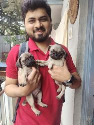 40 days old pug puppy for sale