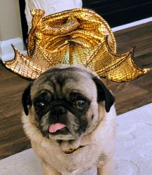 3 year old loveable pug