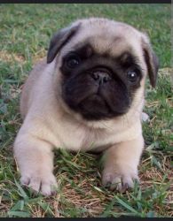 Male pug puppy available