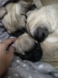 Pugs for Sale!