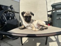 Pug for sell