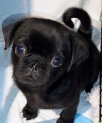 Very cute and playful 9 week old male pug