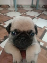 Pug puppies to sell Rs 16000