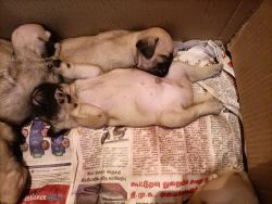 pug puppy for sales in ayapakkam