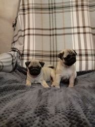 2 male puppies for adoption