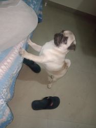 Pug MALE AND FEMALE PUPPY