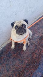 Pug female searching for mating in Shamshabad, Hyderabad