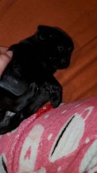 Adorable tiny chocolate pug pup
