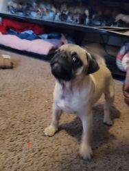 2 male pugs for sell