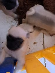 Baby Pugs ready to go home and love you!