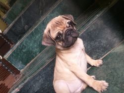 Pug bried puppy for sale