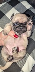 Baby pugs available for sale
