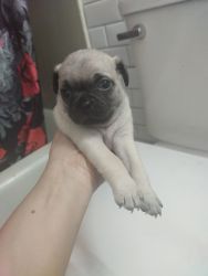 8 week old pug puppies for sale
