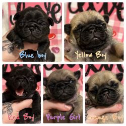 Pugs for Sale