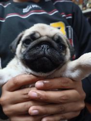 Pug breed puppies male and female