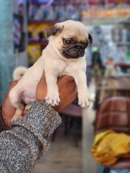 Pug Puppies For Sale Delhi