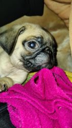 Trust Kenel Pug Pups Available Here