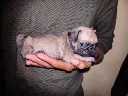 Pug puppy available in best quality