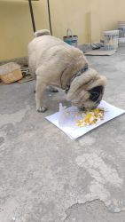 Want to sell a male 1.5 years old pug