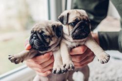 11 Weeks Old pug Puppies for sale