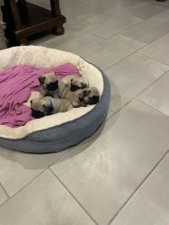 Pug puppies for sale 1,000.