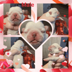 Rare White Male Pug