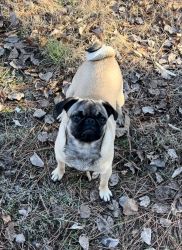 Pure bred pug pup needs a new home
