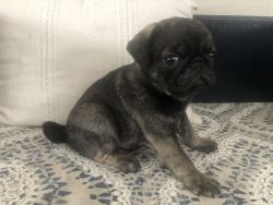 Heavens view pug puppies for sale