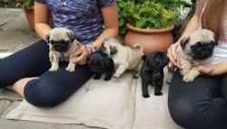 Beautiful black and fawn pug puppies for sale