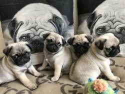 Quality Beautiful Litter Of 4 Pug Puppies For Sale