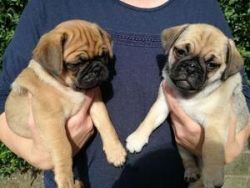 Pug Pups Ready To Leave